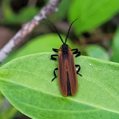 Lycidae sp. (family) at Mount White, NSW - 25 Nov 2022 10:15 AM