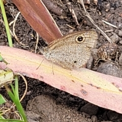 Ypthima arctous (Dusky Knight) at Mount White, NSW - 25 Nov 2022 by trevorpreston