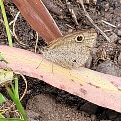 Ypthima arctous (Dusky Knight) at Mount White, NSW - 25 Nov 2022 by trevorpreston