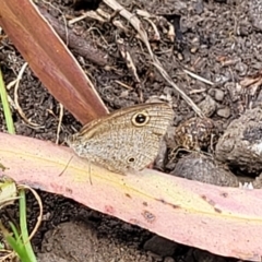 Ypthima arctous at Mount White, NSW - 25 Nov 2022