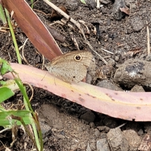 Ypthima arctous at Mount White, NSW - 25 Nov 2022