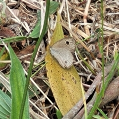 Ypthima arctous at Mount White, NSW - 25 Nov 2022 10:16 AM