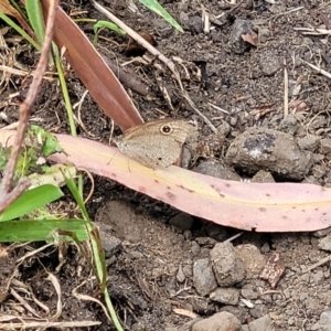 Ypthima arctous at Mount White, NSW - 25 Nov 2022 10:16 AM