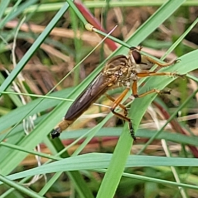 Unidentified Robber fly (Asilidae) at Mount White, NSW - 25 Nov 2022 by trevorpreston