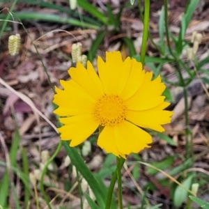 Coreopsis lanceolata at Mount White, NSW - 25 Nov 2022 10:18 AM
