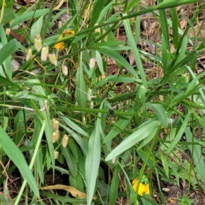 Coreopsis lanceolata at Mount White, NSW - 25 Nov 2022
