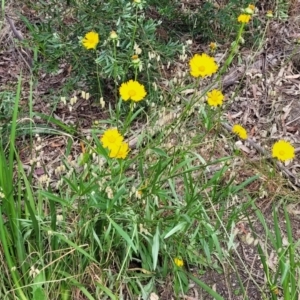 Coreopsis lanceolata at Mount White, NSW - 25 Nov 2022 10:18 AM