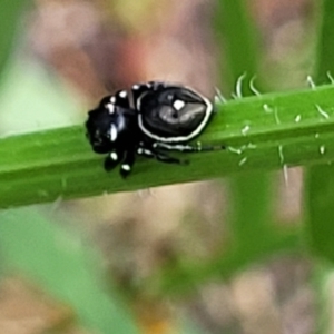 Zenodorus orbiculatus at Mount White, NSW - 25 Nov 2022 10:19 AM