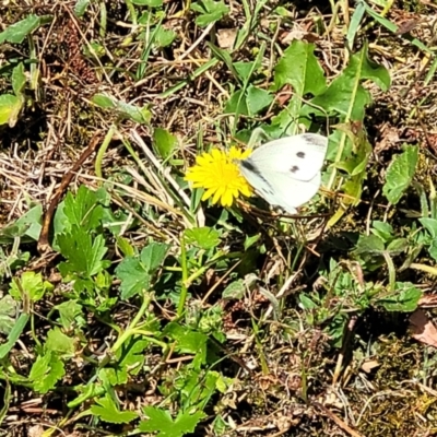 Pieris rapae (Cabbage White) at Mount White, NSW - 24 Nov 2022 by trevorpreston