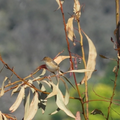 Cisticola exilis (Golden-headed Cisticola) at Albury - 24 Nov 2022 by AlburyCityEnviros