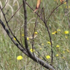 Cisticola exilis at Ettamogah, NSW - 25 Nov 2022