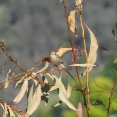 Cisticola exilis at Ettamogah, NSW - 25 Nov 2022