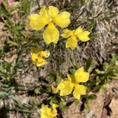 Goodenia pinnatifida (Scrambled Eggs) at Mount Ainslie to Black Mountain - 25 Nov 2022 by SilkeSma