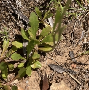 Goodenia pinnatifida at Campbell, ACT - 25 Nov 2022