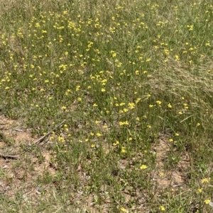 Goodenia pinnatifida at Campbell, ACT - 25 Nov 2022 11:29 AM