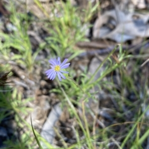 Vittadinia muelleri at Campbell, ACT - 25 Nov 2022 11:31 AM