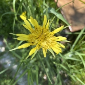 Tragopogon dubius at Hackett, ACT - suppressed