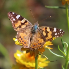 Vanessa kershawi (Australian Painted Lady) at Lyons, ACT - 24 Nov 2022 by MatthewFrawley