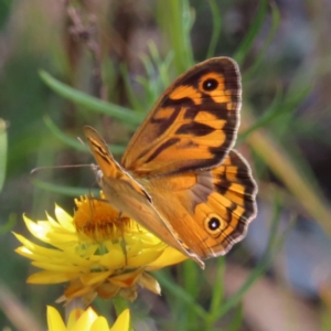 Heteronympha merope at Lyons, ACT - 25 Nov 2022