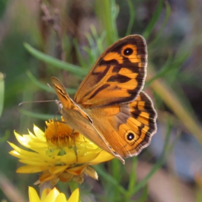 Heteronympha merope (Common Brown Butterfly) at Oakey Hill - 24 Nov 2022 by MatthewFrawley