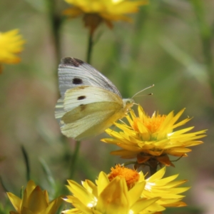 Pieris rapae at Lyons, ACT - 25 Nov 2022