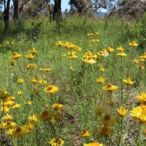 Xerochrysum viscosum at Lyons, ACT - 25 Nov 2022