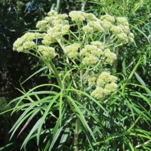 Cassinia longifolia at Lyons, ACT - 25 Nov 2022