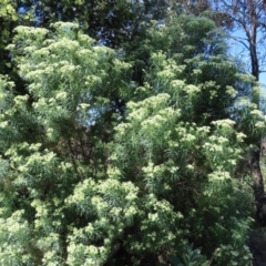 Cassinia longifolia at Lyons, ACT - 25 Nov 2022 10:25 AM