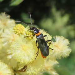 Chauliognathus lugubris (Plague Soldier Beetle) at Oakey Hill - 24 Nov 2022 by MatthewFrawley