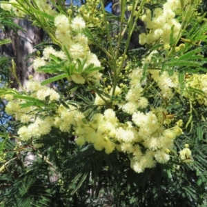 Acacia mearnsii at Lyons, ACT - 25 Nov 2022 10:28 AM