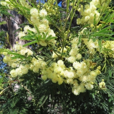 Acacia mearnsii (Black Wattle) at Oakey Hill - 24 Nov 2022 by MatthewFrawley