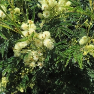 Acacia mearnsii at Lyons, ACT - 25 Nov 2022 10:28 AM