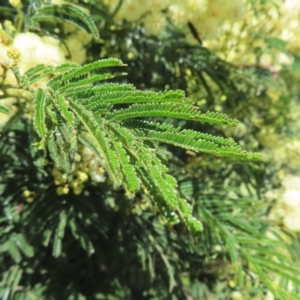 Acacia mearnsii at Lyons, ACT - 25 Nov 2022