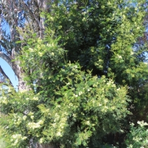 Acacia mearnsii at Lyons, ACT - 25 Nov 2022