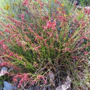 Gonocarpus tetragynus at Lyons, ACT - 25 Nov 2022 10:41 AM