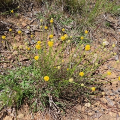 Calotis lappulacea (Yellow Burr Daisy) at Red Hill Nature Reserve - 25 Nov 2022 by MatthewFrawley