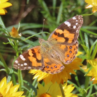 Vanessa kershawi (Australian Painted Lady) at Red Hill Nature Reserve - 25 Nov 2022 by MatthewFrawley