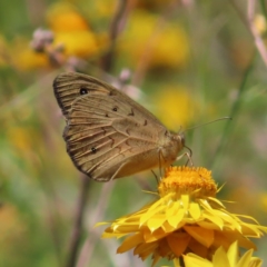 Heteronympha merope (Common Brown Butterfly) at Red Hill Nature Reserve - 25 Nov 2022 by MatthewFrawley