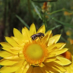 Lasioglossum (Chilalictus) sp. (genus & subgenus) (Halictid bee) at Red Hill, ACT - 25 Nov 2022 by MatthewFrawley