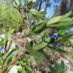 Billardiera heterophylla (Western Australian Bluebell Creeper) at Red Hill, ACT - 25 Nov 2022 by MatthewFrawley