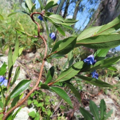 Billardiera heterophylla (Western Australian Bluebell Creeper) at Red Hill Nature Reserve - 25 Nov 2022 by MatthewFrawley