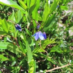 Billardiera heterophylla at Red Hill, ACT - 25 Nov 2022 11:28 AM