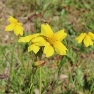 Goodenia pinnatifida at Red Hill, ACT - 25 Nov 2022 11:35 AM