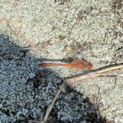 Diplacodes bipunctata (Wandering Percher) at Murrumbateman, NSW - 24 Nov 2022 by SimoneC