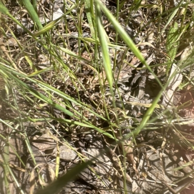 Bromus diandrus (Great Brome) at Aranda Bushland - 25 Nov 2022 by lbradley