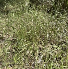 Bromus diandrus at Cook, ACT - 25 Nov 2022 02:56 PM