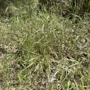 Bromus diandrus at Cook, ACT - 25 Nov 2022 02:56 PM