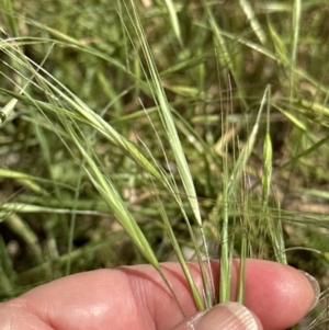 Bromus diandrus at Cook, ACT - 25 Nov 2022 02:56 PM