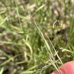 Bromus diandrus at Cook, ACT - 25 Nov 2022