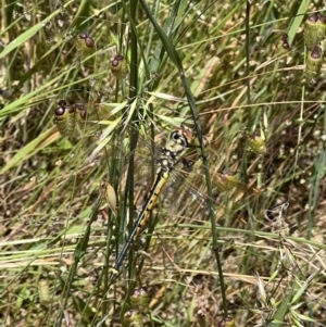 Hemicordulia tau at Murrumbateman, NSW - 25 Nov 2022